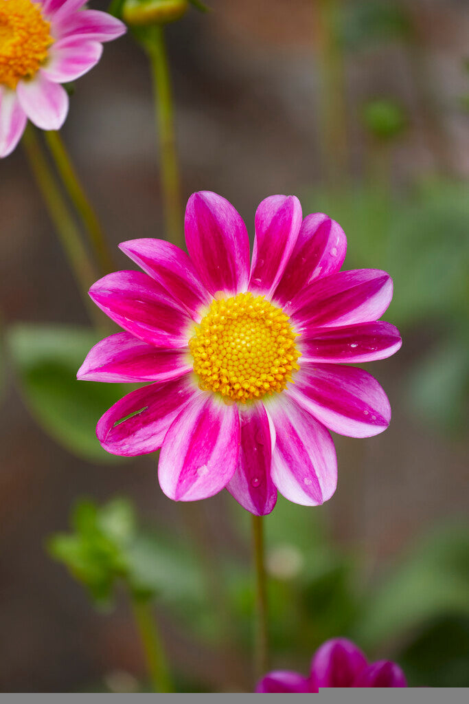 Dahlia Special Sweetheart 1-pakning